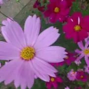 しおりの画像