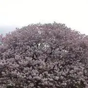 まこもの画像