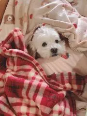 まい