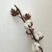 yuの画像