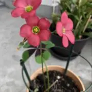 ふくの画像