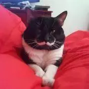 ぽよん