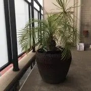 やましたの画像