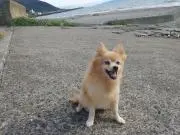 ルーテの画像