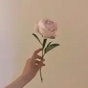 Tの画像