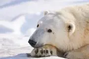 shirokuma