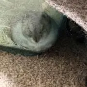 いばにの画像