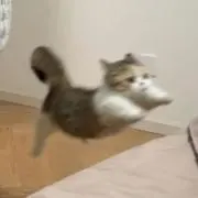 林檎の画像