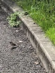 さここ　発送4日になります。の画像