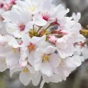 SXN