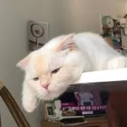 moonの画像