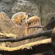 スハの画像
