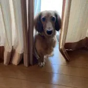 ピンクパンサーw
