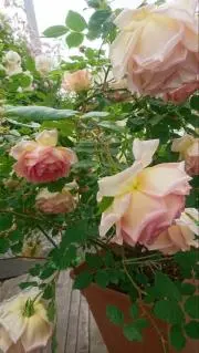 ❀❉胡蝶❉❀の画像