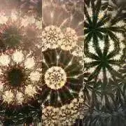 Daruの画像