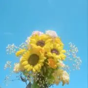 たかなの画像