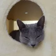 kohaoの画像