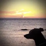 rdmkhkurkの画像