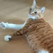 猫田