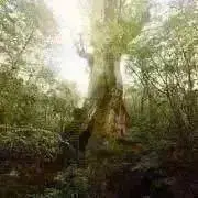 DUO divider Sketch スケッチ オープンシェルフ デンマーク廃盤 - メルカリ