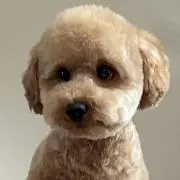 eulowvの画像