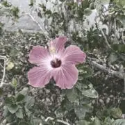 いっくんの画像