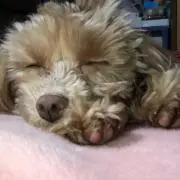 minminの画像