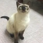 えんちゃんの画像