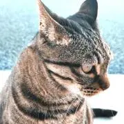 葵