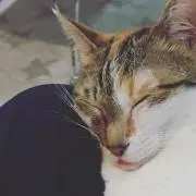 まーむ