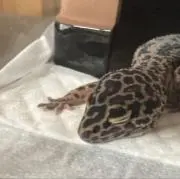 たけやの画像