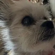 はゆこ