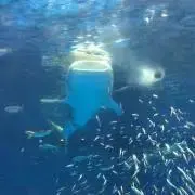 まるよの画像