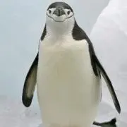 きよみの画像