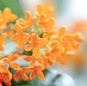 NORAの画像