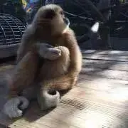 しゅんじ。の画像