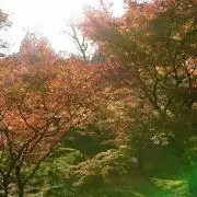 日本画