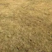 yaの画像