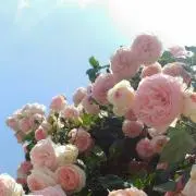 noan☆の画像