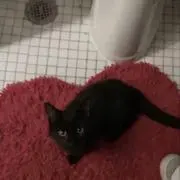 mikanの画像