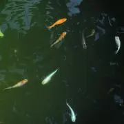 もかお