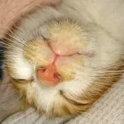 埼玉たけ