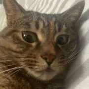 ミユーの画像