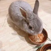 またまたの画像