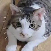 もんたろう