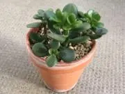 ばぎ