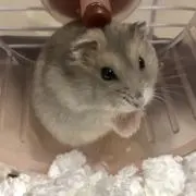 ぴっころ
