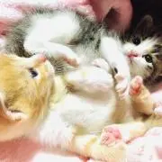 猫Loveの画像