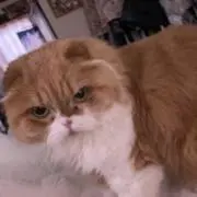 顕