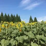 ドリーさんの画像